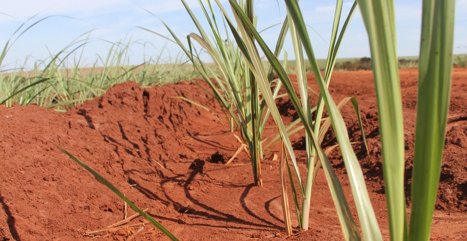 Manejo de plantas daninhas em MPBs ainda é cercado de incógnitas. Foto: Leonardo Ruiz