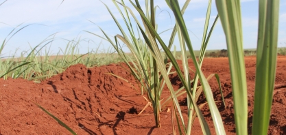 Manejo de plantas daninhas em MPBs exige atenção redobrada e moléculas específicas