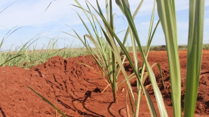 Manejo de plantas daninhas em MPBs exige atenção redobrada e moléculas específicas