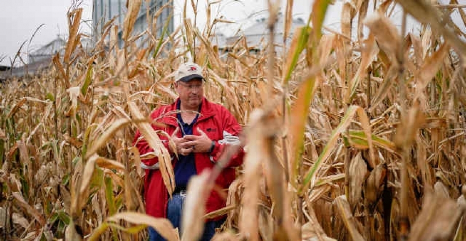 Produtor americano de milho tem mais uma rodada de ajuda para vender às destilarias de etanol (Imagem:Reuters/Bryan Woolston)