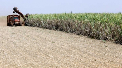 EUA vão liberar cota adicional de 80 mil t de açúcar ao Brasil, diz Bolsonaro