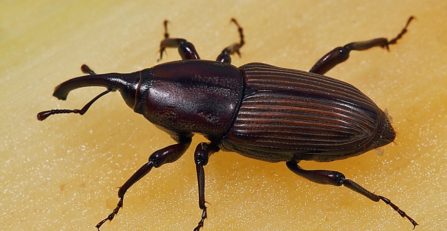 Sphenophorus levis conhecido como o bicudo da cana