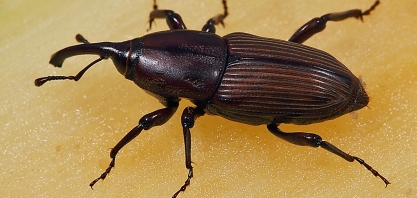 Pesquisa inovadora busca o controle biológico do Sphenophorus levis, o bicudo da cana, praga que dizima canaviais