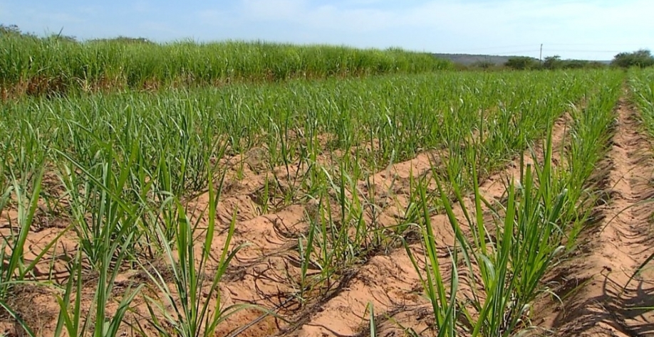 Plantação de cana-de-açúcar no Vale do Açu, no Oeste potiguar — Foto: Reprodução/Inter TV Costa Branca
