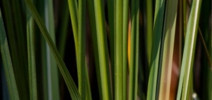 Estudo aponta estratégia para mitigar a mudança no clima por meio da adoção de biocombustíveis