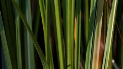 Estudo aponta estratégia para mitigar a mudança no clima por meio da adoção de biocombustíveis