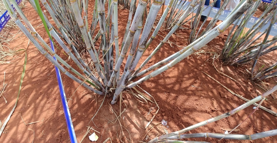 Desdobra da linha-mãe pode ser realizada de forma manual