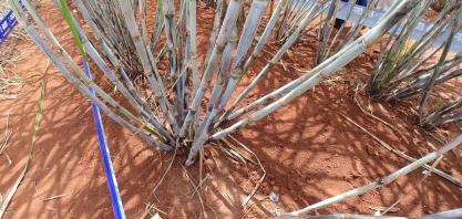 Desdobra da linha-mãe de cana de forma manual