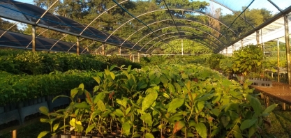 No Dia da Árvore, Tereos promove ação de conscientização para preservação do meio ambiente