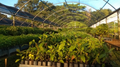 No Dia da Árvore, Tereos promove ação de conscientização para preservação do meio ambiente