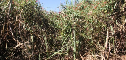 Qualidades que fazem um herbicida ser ideal para o controle de plantas daninhas nos canaviais