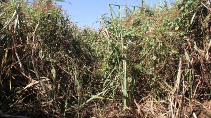 Qualidades que fazem um herbicida ser ideal para o controle de plantas daninhas nos canaviais