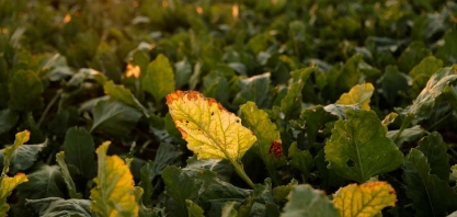 Produção de açúcar da UE deve cair devido a ataques de pragas