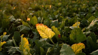 Produção de açúcar da UE deve cair devido a ataques de pragas