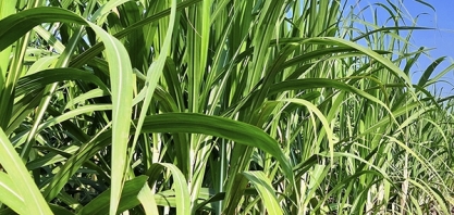 Alinhado ao Plano Estratégico, áreas agrícolas da Cocal desenvolvem Programa TAH