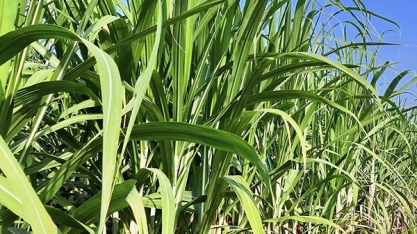 Alinhado ao Plano Estratégico, áreas agrícolas da Cocal desenvolvem Programa TAH