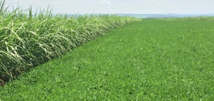 Soja ou amendoim – qual a melhor opção para rotacionar com a cana?