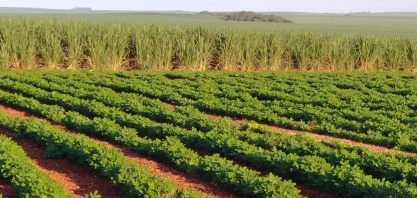 Produtores de amendoim vivem a expectativa do plantio da nova safra