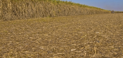 Cana zoom: produtividade agrícola atinge 85 ton por hectare 