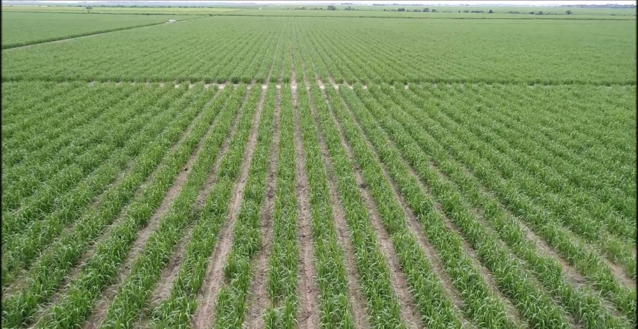 Área de produção de cana da Usina Santa Maria (Divulgação)