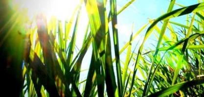 “Petróleo da bioeconomia”, cana para etanol 2G é base de mudanças na matriz energética