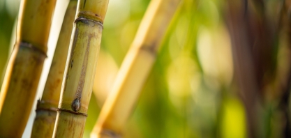 Moagem cai 12,2% na segunda quinzena de agosto