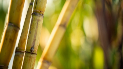 Moagem cai 12,2% na segunda quinzena de agosto