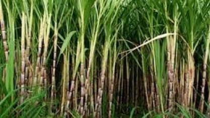 Cana-de-açúcar está melhor do que o esperado