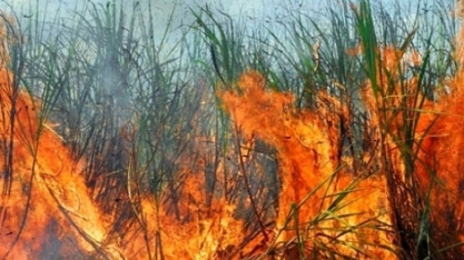 Incêndios em canaviais podem afetar próxima safra do Brasil, diz Unica