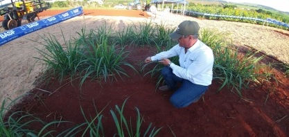 O replantio de falhas na soqueira com muda pré-brotada