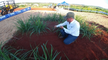O replantio de falhas na soqueira com muda pré-brotada