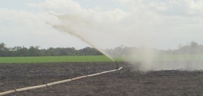 Após incêndios em canaviais, usinas correm contra o tempo para minimizar prejuízos