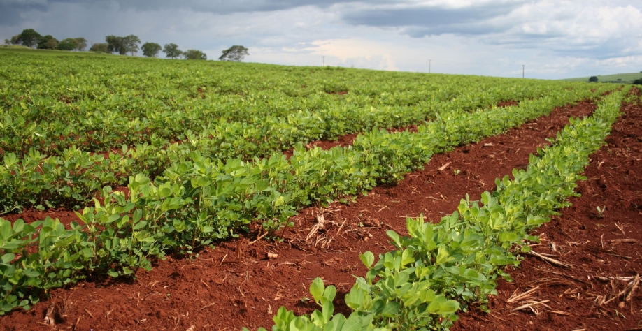 O Amendoim em grão emplacou uma produção de 624,8 mil toneladas, na safra agrícola 2019/20