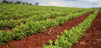 Previsão de Safra: com aumento de área, produção e produtividade, Soja e Amendoim são os destaques do levantamento 