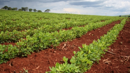 Previsão de Safra: com aumento de área, produção e produtividade, Soja e Amendoim são os destaques do levantamento 