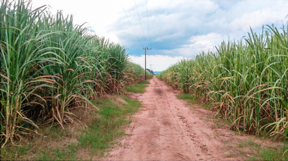 A importância dos bioinsumos para os cultivos
