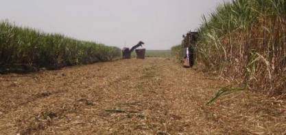 Aleiramento da palhada afeta a 1 produtividade da cana-de-açúcar?