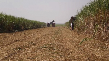 Aleiramento da palhada afeta a 1 produtividade da cana-de-açúcar?