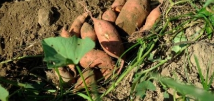 Usina no RS produzirá etanol a partir de batata-doce