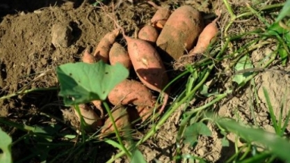 Usina no RS produzirá etanol a partir de batata-doce