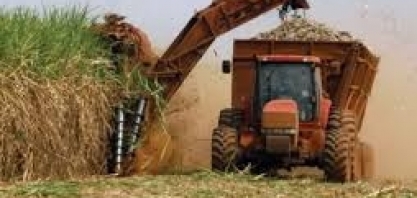 Tempo seco não teve efeito ruim na safra atual, mas pode afetar a próxima