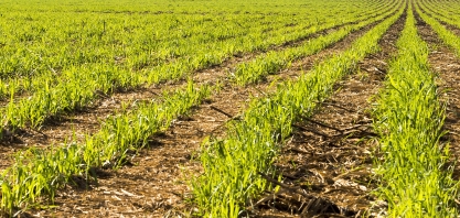 Uso de óxidos e adubo na soqueira gera benefícios para o canavial