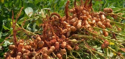 Programa de incentivo contribui para produção de amendoim em Sorriso e Campo Verde