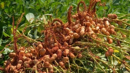 Programa de incentivo contribui para produção de amendoim em Sorriso e Campo Verde