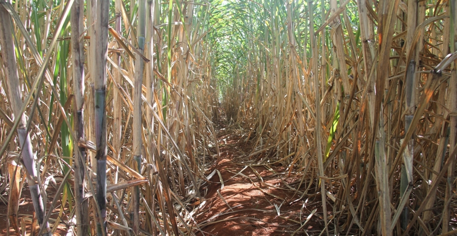 Nem sempre o produto mais barato será o mais eficiente para que a área feche no limpo. Foto: Leonardo Ruiz