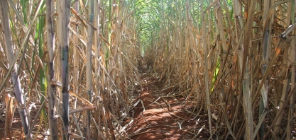 O prejuízo pode ser enorme se houver erros na hora de fazer a recomendação de um herbicida para o controle de plantas daninhas