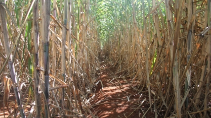 O prejuízo pode ser enorme se houver erros na hora de fazer a recomendação de um herbicida para o controle de plantas daninhas