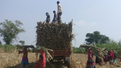 Índia deve manter subsídio à exportação de açúcar pelo 3° ano seguido