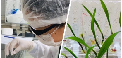 Pesquisa irá criar biodefensivos de uso tópico para controle de plantas daninhas, insetos-praga e doenças para as principais culturas agrícolas