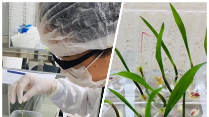 Pesquisa irá criar biodefensivos de uso tópico para controle de plantas daninhas, insetos-praga e doenças para as principais culturas agrícolas